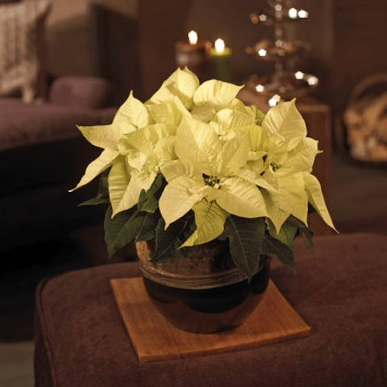 image du Poinsettia blanc en fleurs | Entrefleuristes image du Poinsettia blanc en fleurs | Entrefleuristes