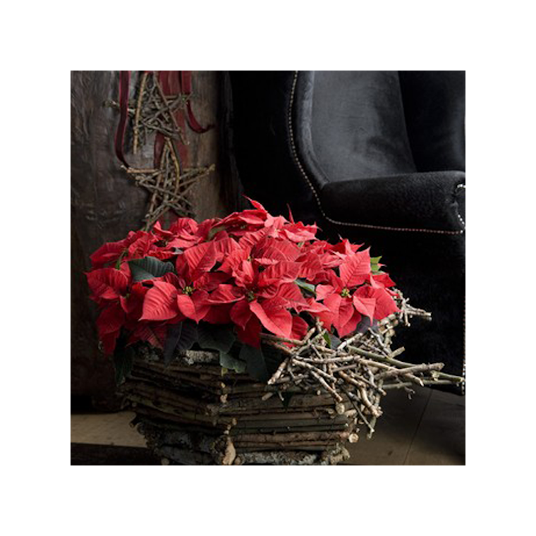 image de la Coupe de Mini Poinsettia Rouge | Entrefleuristes
