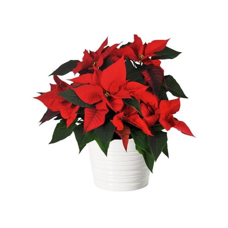 image du Poinsettia rouge en fleurs | Entrefleuristes