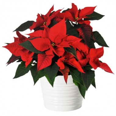 image du Poinsettia rouge en fleurs | Entrefleuristes