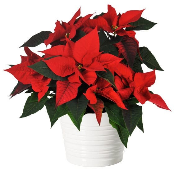 image du Poinsettia rouge en fleurs | Entrefleuristes