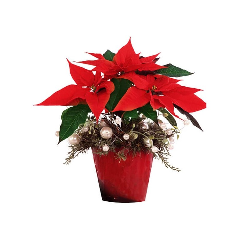 Image de Noël Etoilé, poinsettia rouge - Entrefleuristes