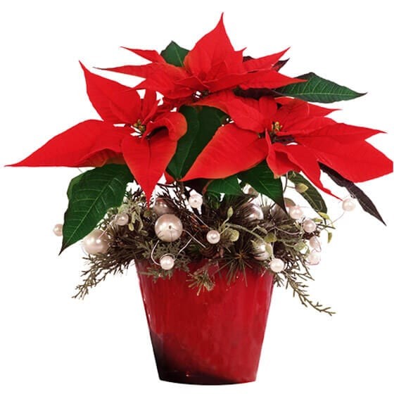 Image de Noël Etoilé, poinsettia rouge - Entrefleuristes