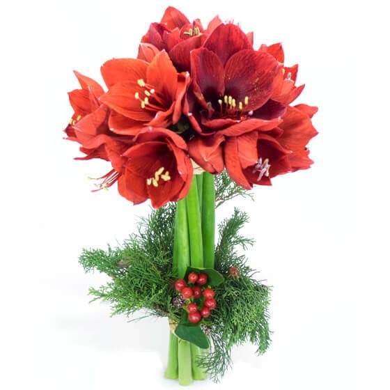 image du Bouquet d'Amaryllis L'enchanteur | Entrefleuristes