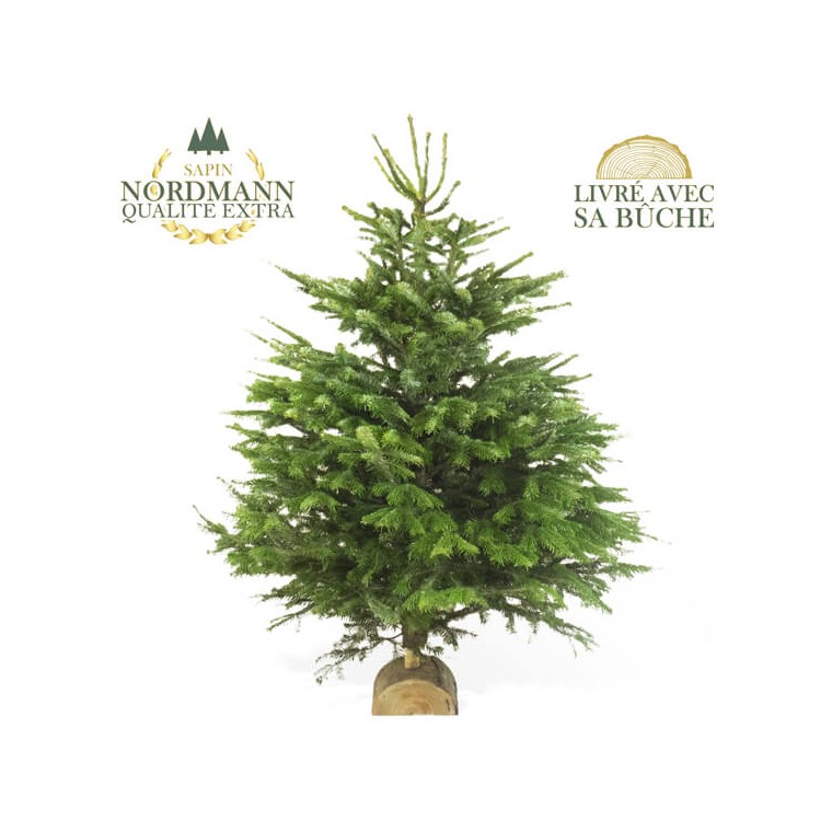 image du Sapin Nordmann de Qualité Extra | Entrefleuristes