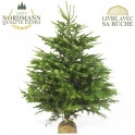 image du Sapin Nordmann de Qualité Extra | Entrefleuristes