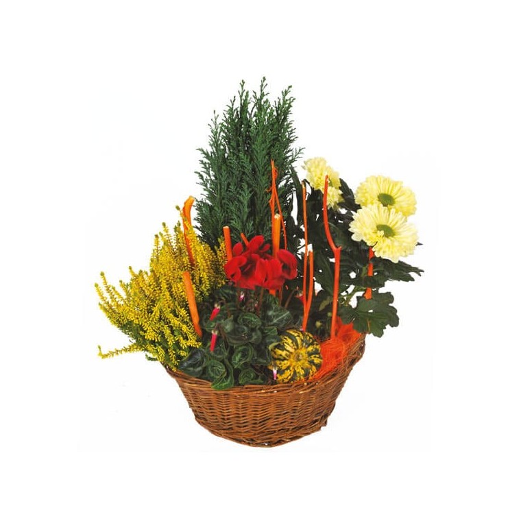 Image de Jardin d'Hiver, assemblage de plantes fleuries - Entrefleuristes
