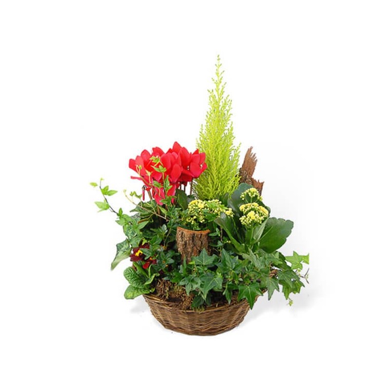 Image de dla coupe de plantes vertes & rouges Rêve Florale | Entrefleuristes