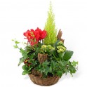 Image de dla coupe de plantes vertes & rouges Rêve Florale | Entrefleuristes