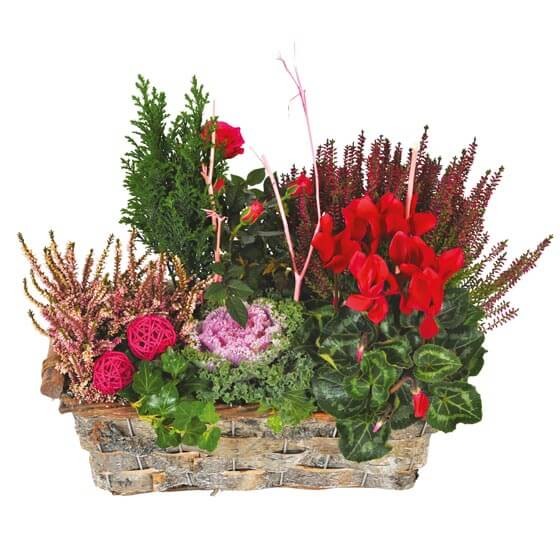 Image de Morphée, coupe de plantes rouges & vertes - Entrefleuristes
