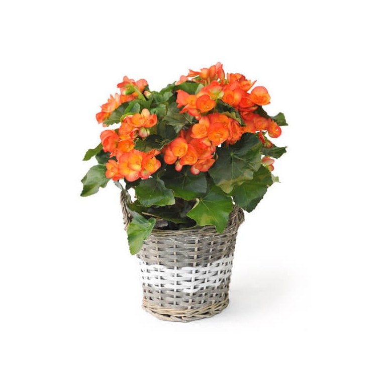  image d'un bégonia orange - livraison fleurs saison | Entrefleuristes