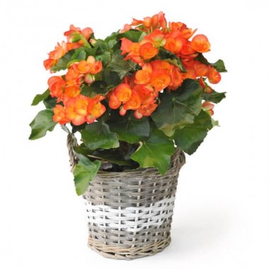  image d'un bégonia orange - livraison fleurs saison | Entrefleuristes