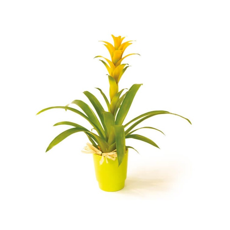  image de la plante verte et fleurie Nana le guzmania | Entrefleuristes