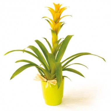  image de la plante verte et fleurie Nana le guzmania | Entrefleuristes