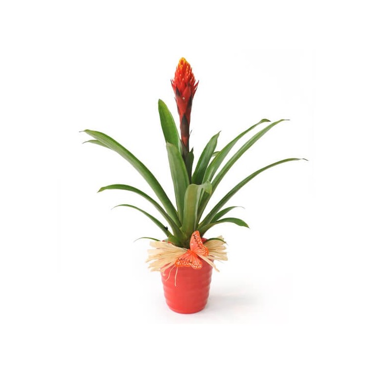 image de la plante verte & fleurie Akira le Billbergia | Entrefleuristes