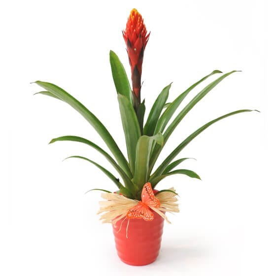 image de la plante verte & fleurie Akira le Billbergia | Entrefleuristes