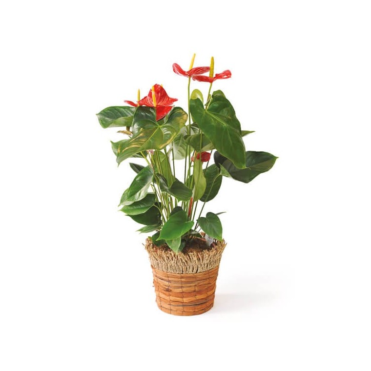  image de la plante dépolluante, un anthurium | Entrefleuristes