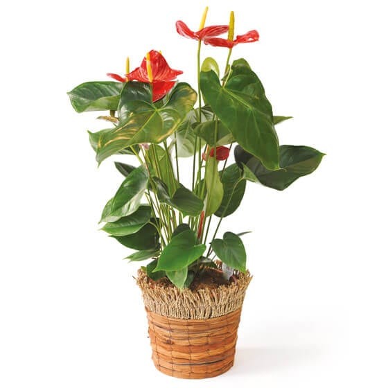  image de la plante dépolluante, un anthurium | Entrefleuristes