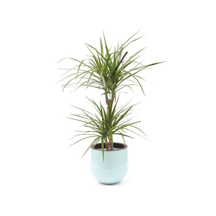  image de la plante Dracaena | Entrefleuristes