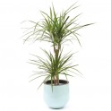  image de la plante Dracaena | Entrefleuristes