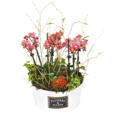  image de la coupe de plantes lierres et orchidées Miss Eglandine | Entrefleuristes