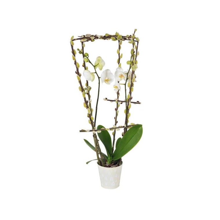  image de l'orchidée phalaenopsis blanche double branche du nom de L'Impératrice Cymbi | Entrefleuristes