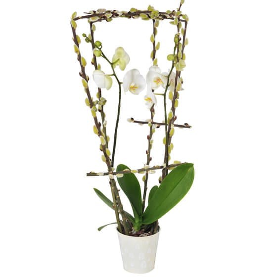  image de l'orchidée phalaenopsis blanche double branche du nom de L'Impératrice Cymbi | Entrefleuristes