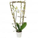  image de l'orchidée phalaenopsis blanche double branche du nom de L'Impératrice Cymbi | Entrefleuristes