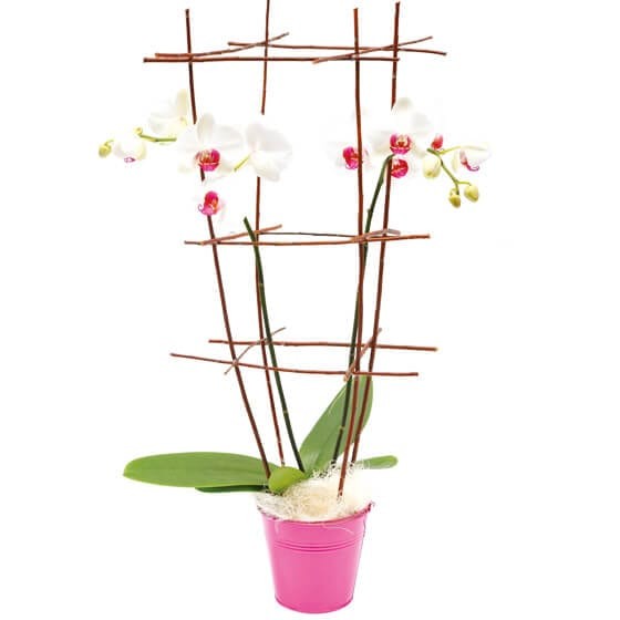  image de l'orchidée blanche en cage | Entrefleuristes