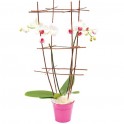  image de l'orchidée blanche en cage | Entrefleuristes