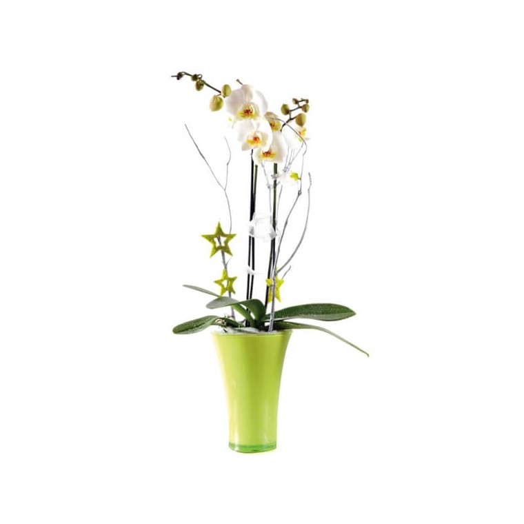 image de l'Orchidée blanche double branche | Entrefleuristes