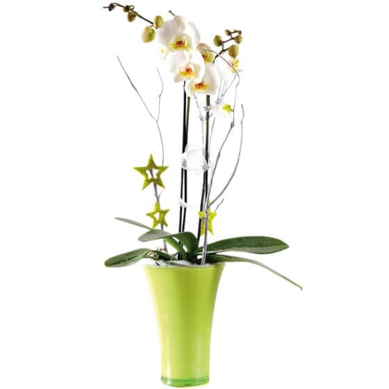 image de l'Orchidée blanche double branche | Entrefleuristes