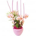  image de la Coupe de minis Orchidées Sweety | Entrefleuristes