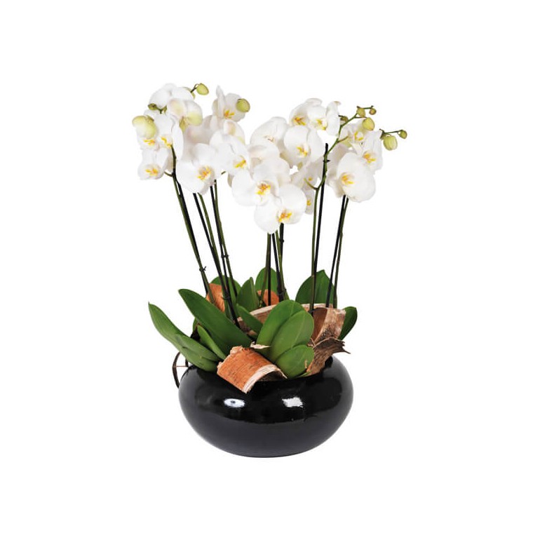  image de la coupe d'orchidées blanches Dolly | Entrefleuristes