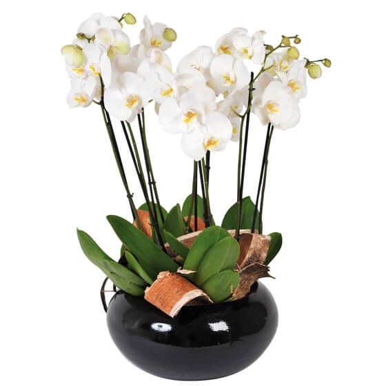  image de la coupe d'orchidées blanches Dolly | Entrefleuristes
