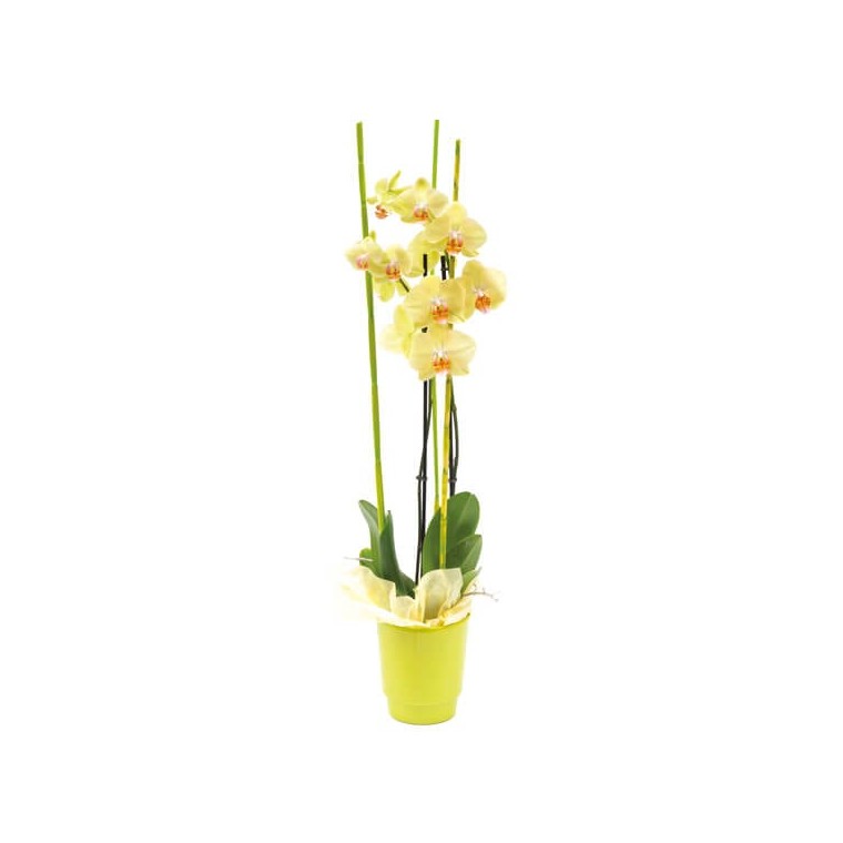  |image de l'orchidée jaune Intensité | Entrefleuristes