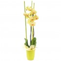  |image de l'orchidée jaune Intensité | Entrefleuristes