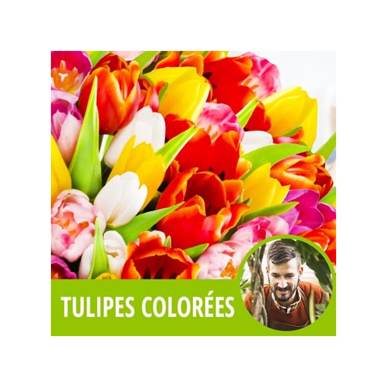 image du Bouquet du fleuriste de Tulipes Colorées - Entrefleuristes