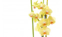 zoom sur les orchidées jaune | Entrefleuristes