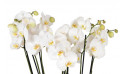 vue sur les fleurons d'orchidées blanches | Entrefleuristes