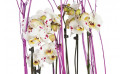 vue sur les orchidée blanches à coeurs rose | Entrefleuristes