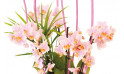zoom sur les minis Orchidées roses Sweety | Entrefleuristes