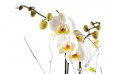 zoom sur l'orchidée blanche double branche | Entrefleuristes