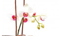 zoom sur une tige d'orchidée phalaenopsis blanche | Entrefleuristes