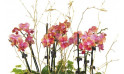 zoom sur les minis orchidées de couleur mauves | Entrefleuristes