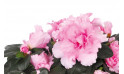  zoom sur les fleurs roses de l'azalée | Entrefleuristes