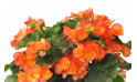  zoom sur les fleurs orange du bégonia | Entrefleuristes