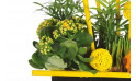 image d'un kalanchoé jaune de la coupe de plantes | Entrefleuristes
