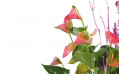 image des minis anthuriums rose vert | Entrefleuristes