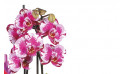 image des minis orchidées | Entrefleuristes